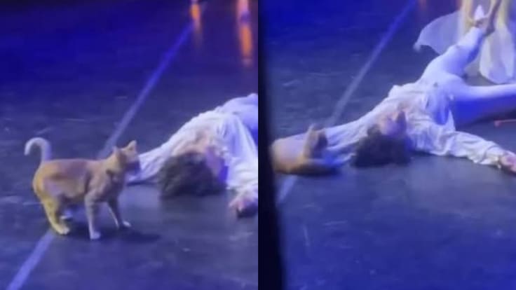 Gato naranja interrumpe “Romeo y Julieta” y termina robándose la escena más dramática del ballet