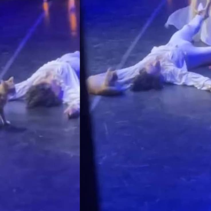Gato naranja interrumpe “Romeo y Julieta” y termina robándose la escena más dramática del ballet