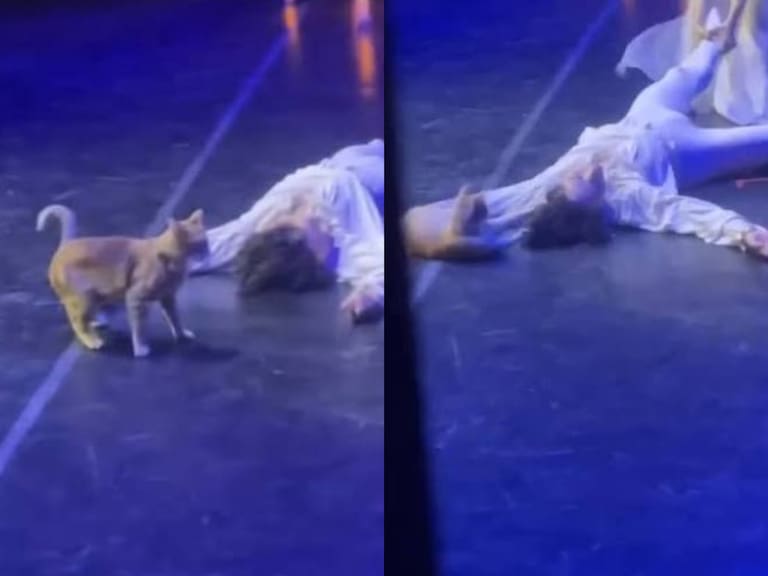 Gato naranja interrumpe “Romeo y Julieta” y termina robándose la escena más dramática del ballet