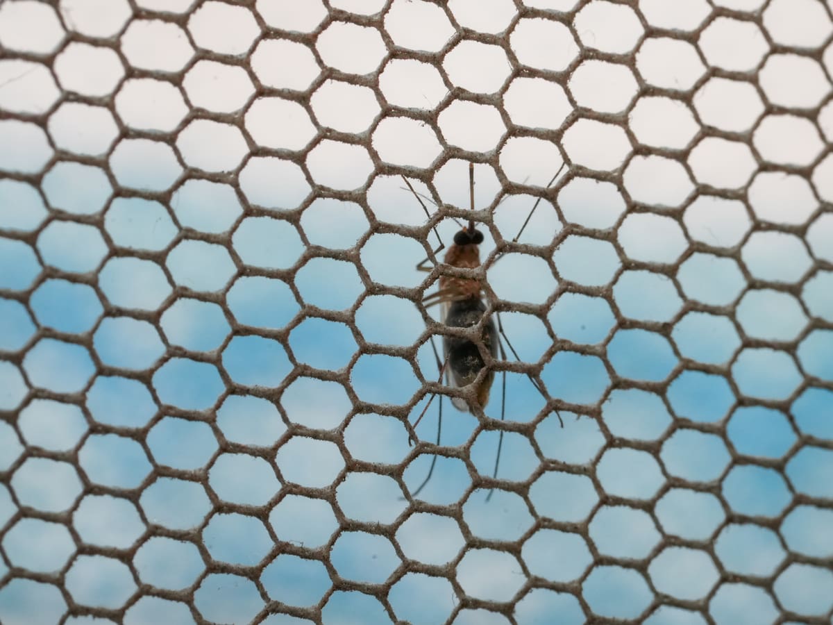 Minsal detecta presencia de mosquito que transmite dengue en terminal de buses de Los Andes