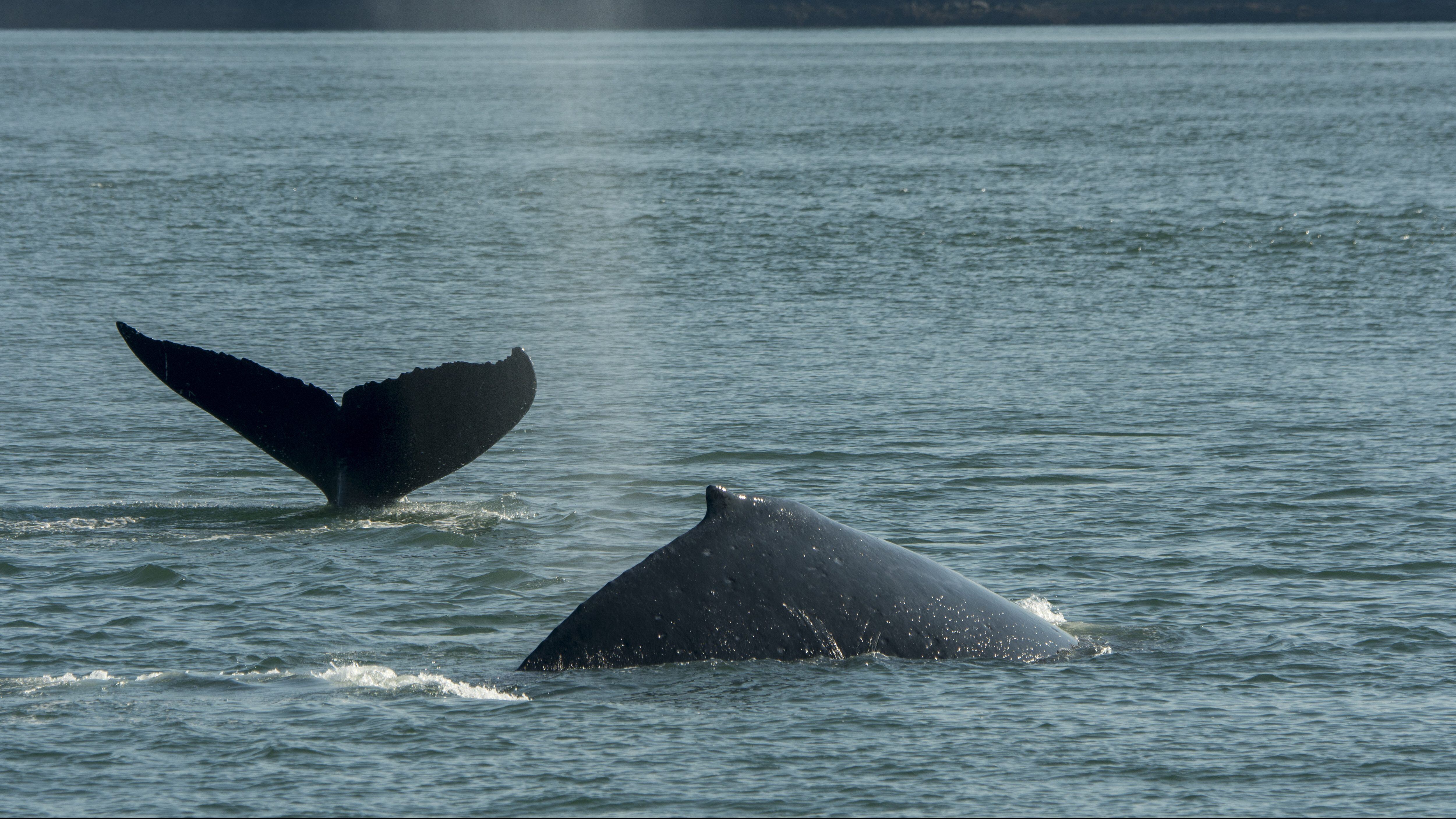 Ballena jorobada