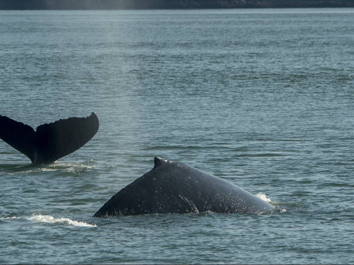 EE. UU. anuncia cambios a regulación que protege a grupo de ballenas en peligro de extinción: quedan menos de 400