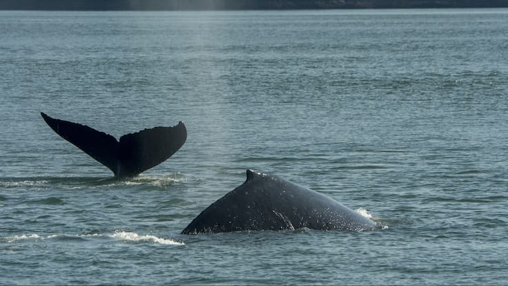EE. UU. anuncia cambios a regulación que protege a grupo de ballenas en peligro de extinción: quedan menos de 400