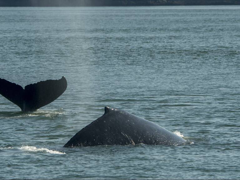 Ballena jorobada