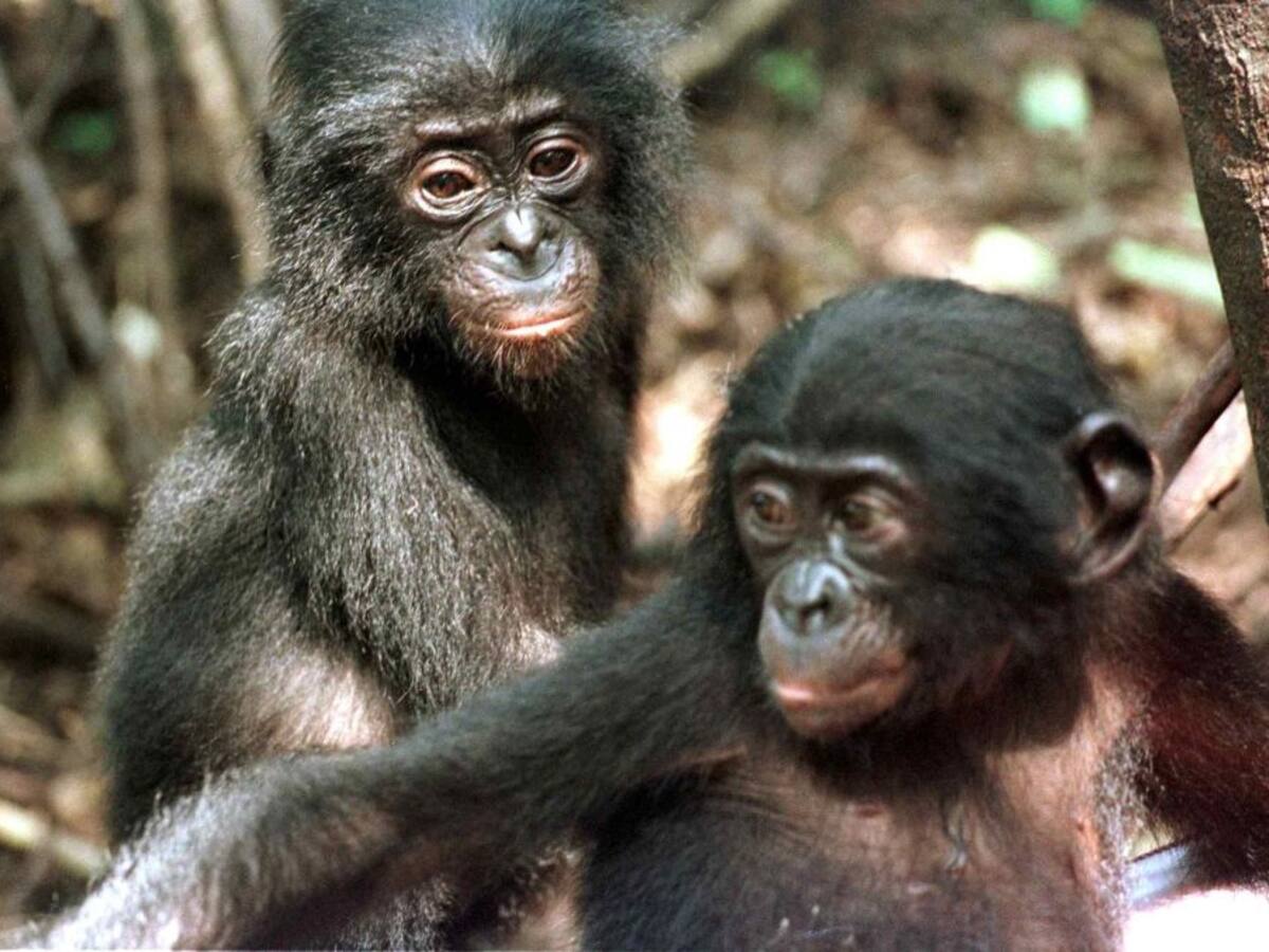 Descubren en monos una importante habilidad cognitiva que era considerada solo de humanos