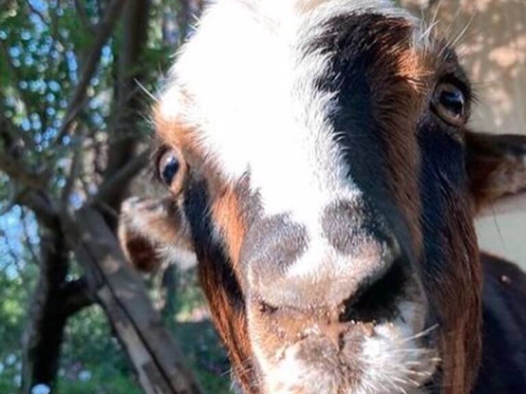 Chicharrón, Estrella del cielo y Henriette la gansa te esperan: Amadrina a tu animal favorito para salvar Granjaventura