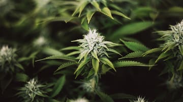 Detienen a trabajadora municipal de Calbuco por tener cultivos de marihuana en su vivienda