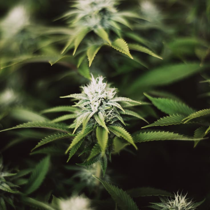Contraloría detecta que se realizaron cultivos de marihuana con subsidios estatales