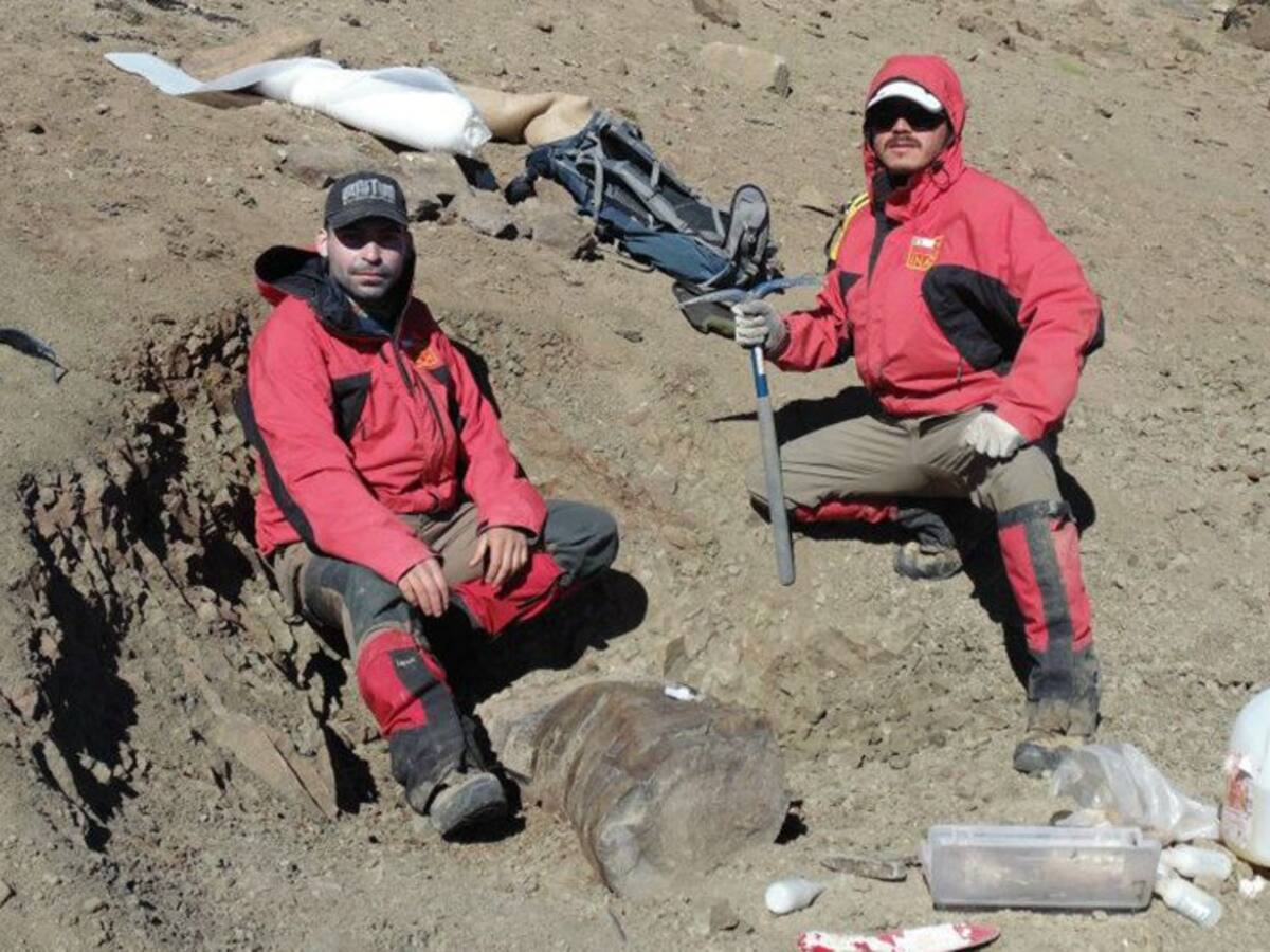 Científicos descubren fósil de tortuga de agua dulce que habitó en Chile hace 75 millones de años