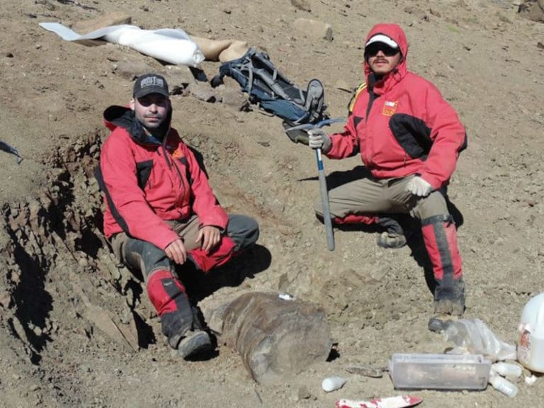 Científicos descubren fósil de tortuga de agua dulce que habitó en Chile hace 75 millones de años