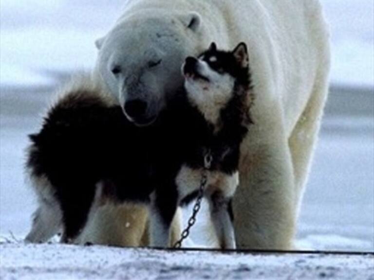 Joven registra el emotivo encuentro entre su perro y un oso polar