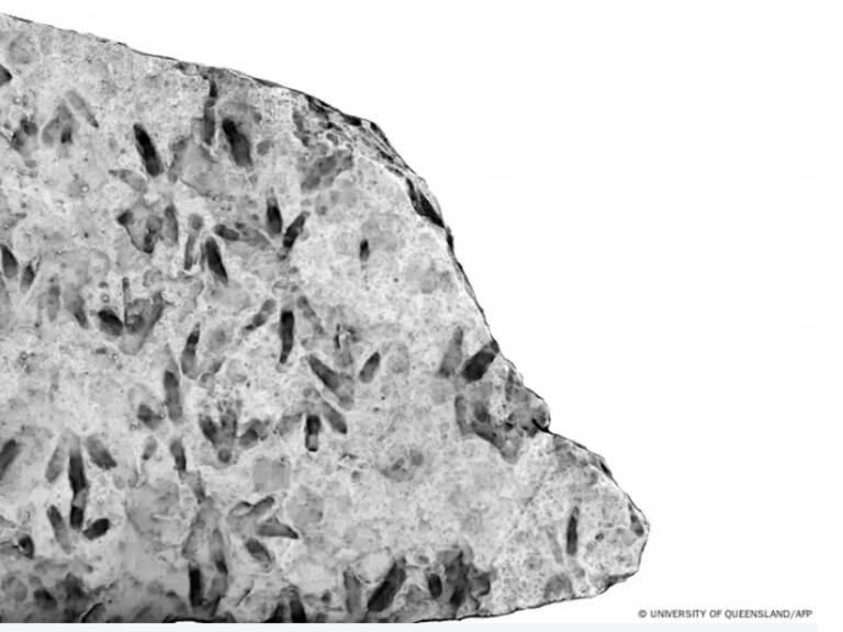 Increíble hallazgo: descubren huellas de dinosaurio en escuela de Australia