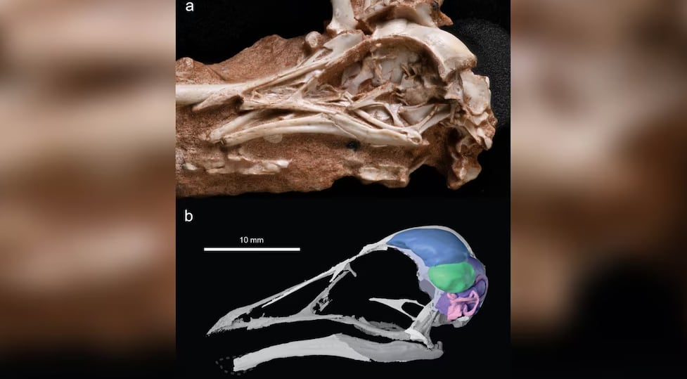 Asombroso hallazgo en Brasil: identifican un ave que convivió con los dinosaurios hace 80 millones de años | Infobae