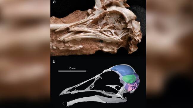 Asombroso hallazgo en Brasil: identifican un ave que convivió con los dinosaurios hace 80 millones de años | Infobae