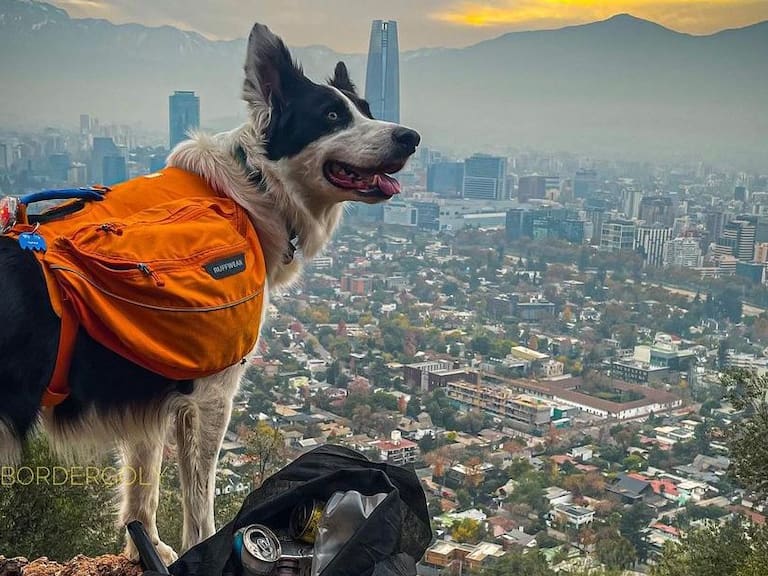 Sam, la historia del perrito chileno que mantiene limpio el Parque Metropolitano y que dio la vuelta al mundo