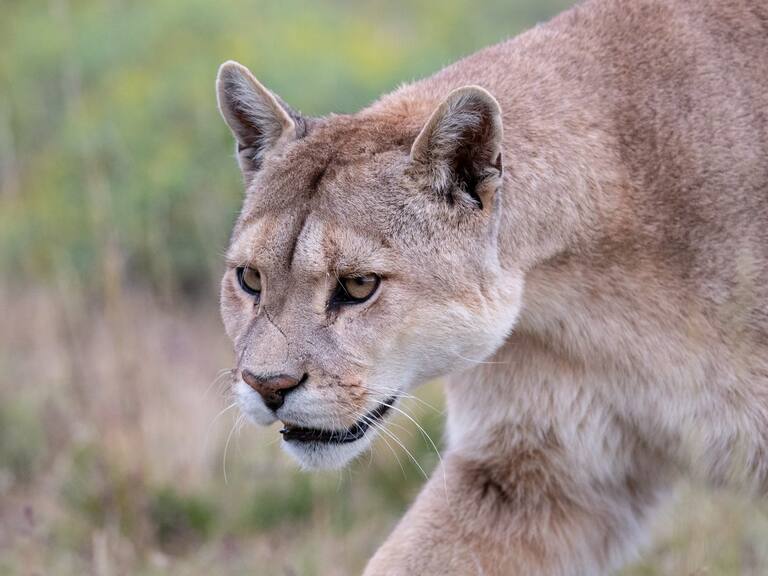 ¿Por qué se están avistando tantos pumas? ¿Qué hacer si uno nos ataca? Experto responde