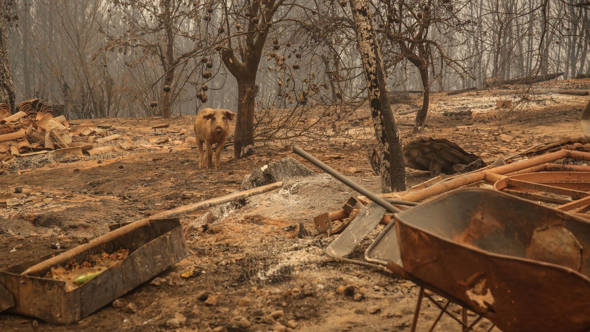 Indap, incendios, siniestros, Ñuble y Biobío, Asistencia veterinaria y entrega de alimento