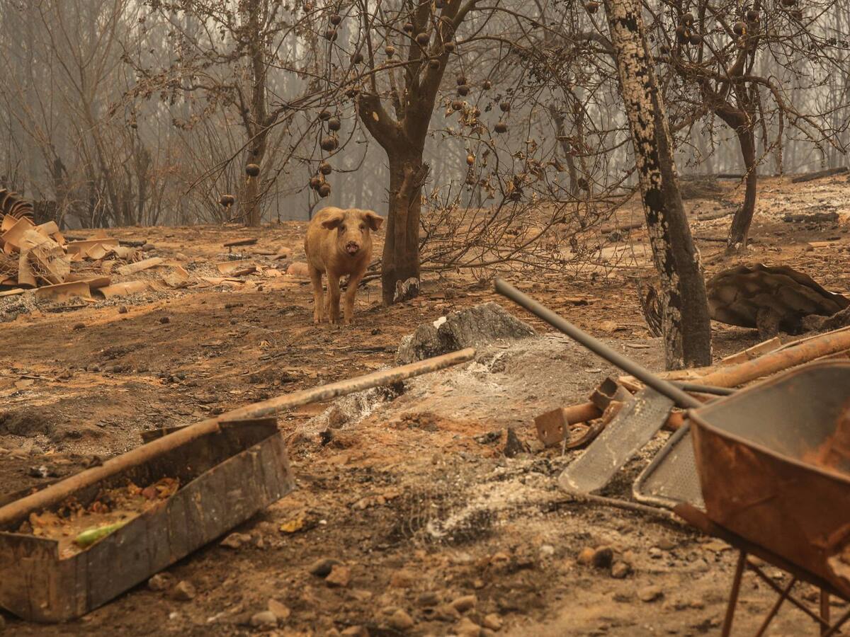 Superan los 20 mil: Indap informa cantidad de animales fallecidos por incendios