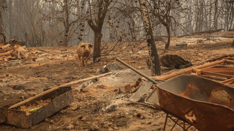 Indap, incendios, siniestros, Ñuble y Biobío, Asistencia veterinaria y entrega de alimento