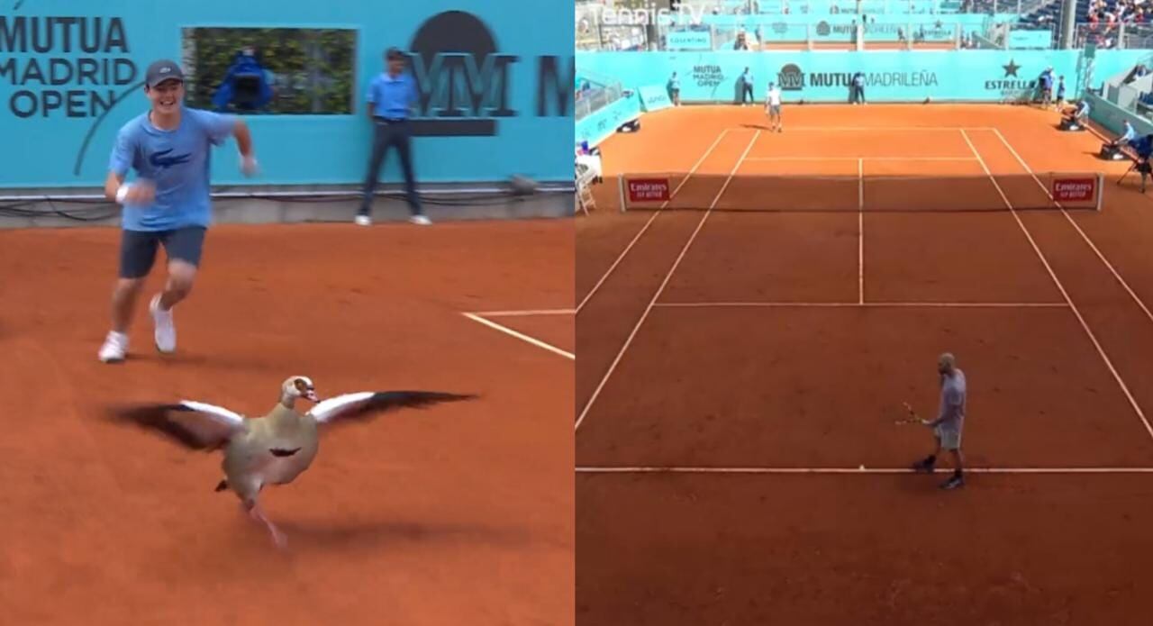 Pato invade la cancha e interrumpe partido en el Masters 1000 de Madrid