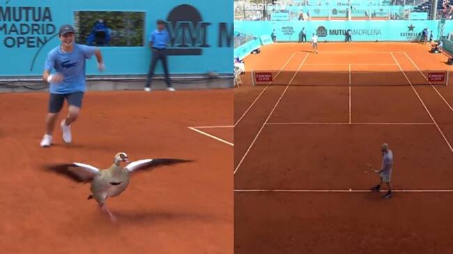 Pato invade la cancha e interrumpe partido en el Masters 1000 de Madrid