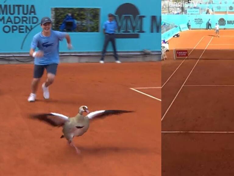 Pato invade la cancha e interrumpe partido en el Masters 1000 de Madrid