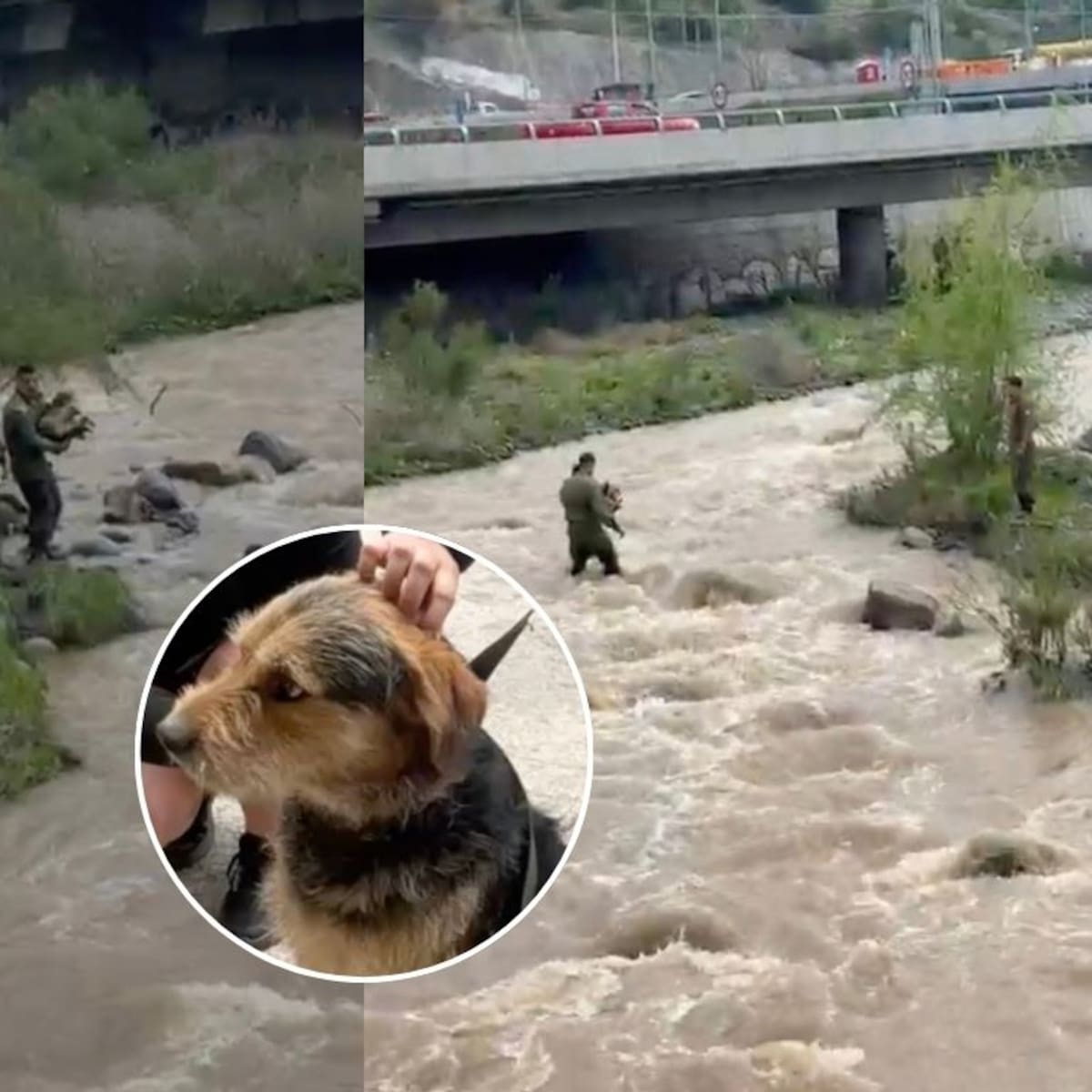 Rescatan a perrito atrapado en un islote del río Mapocho: estaba en medio del cauce