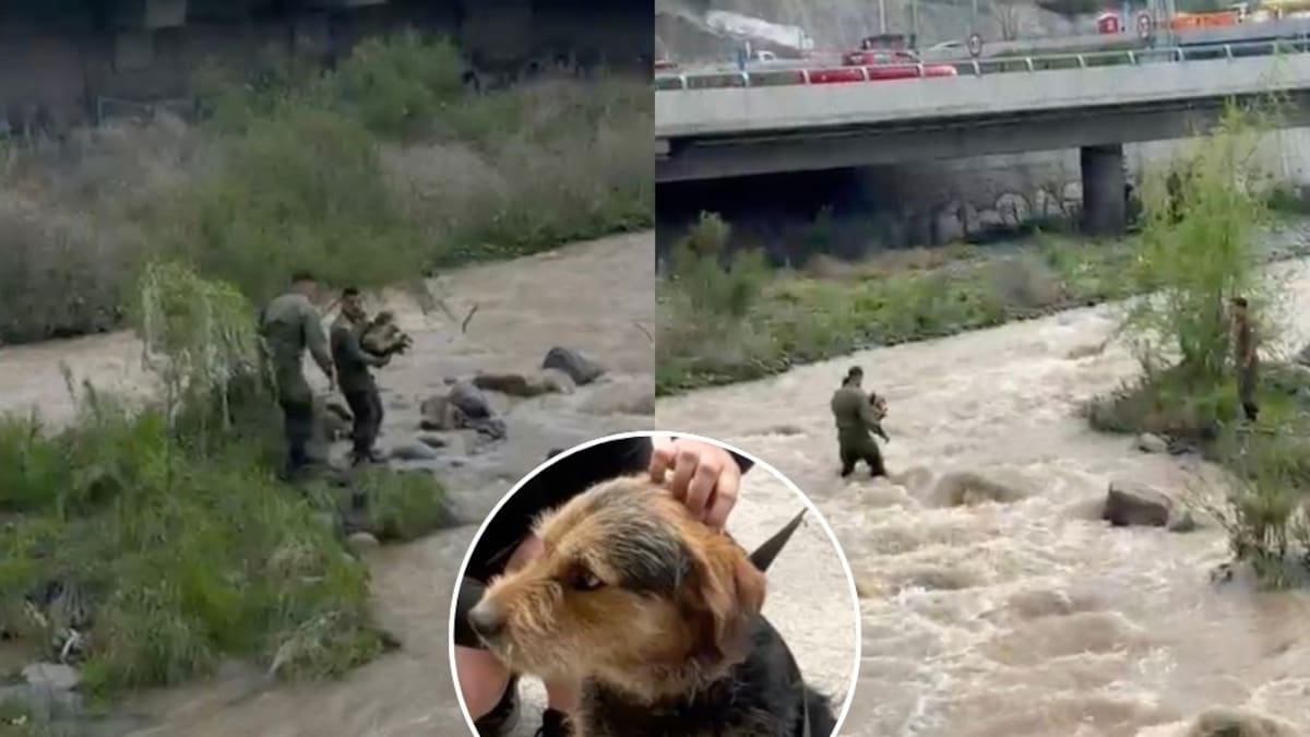 Rescatan a perrito atrapado en un islote del río Mapocho: estaba en medio del cauce