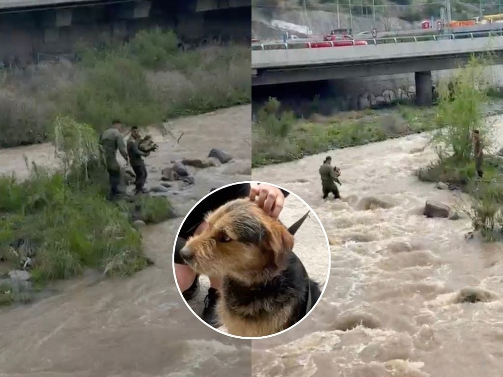 Rescatan a perrito atrapado en un islote del río Mapocho: estaba en medio del cauce