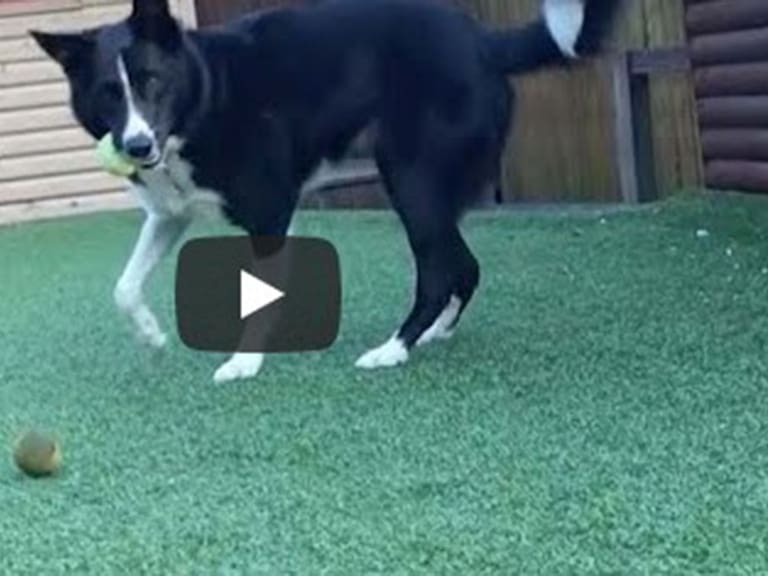 Perro viral en YouTube