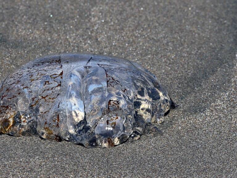 Fragata portuguesa: conoce cuáles son las playas que están con prohibición de baño