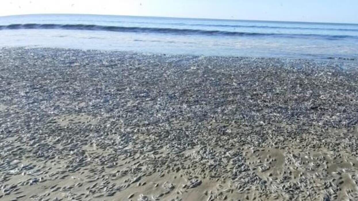Peces varados en río de región del Biobío