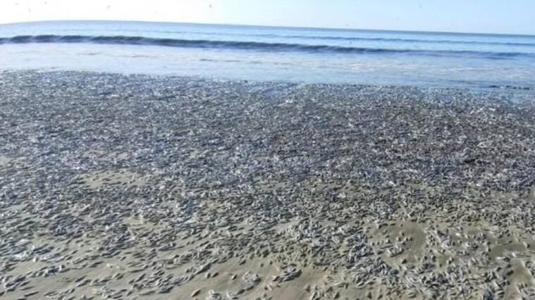 Peces varados en río de región del Biobío