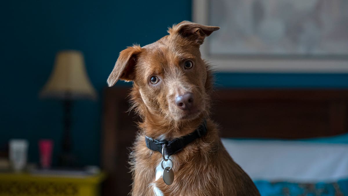 Pastilla que busca alargar la vida de los perros está cada vez más cerca de su aprobación