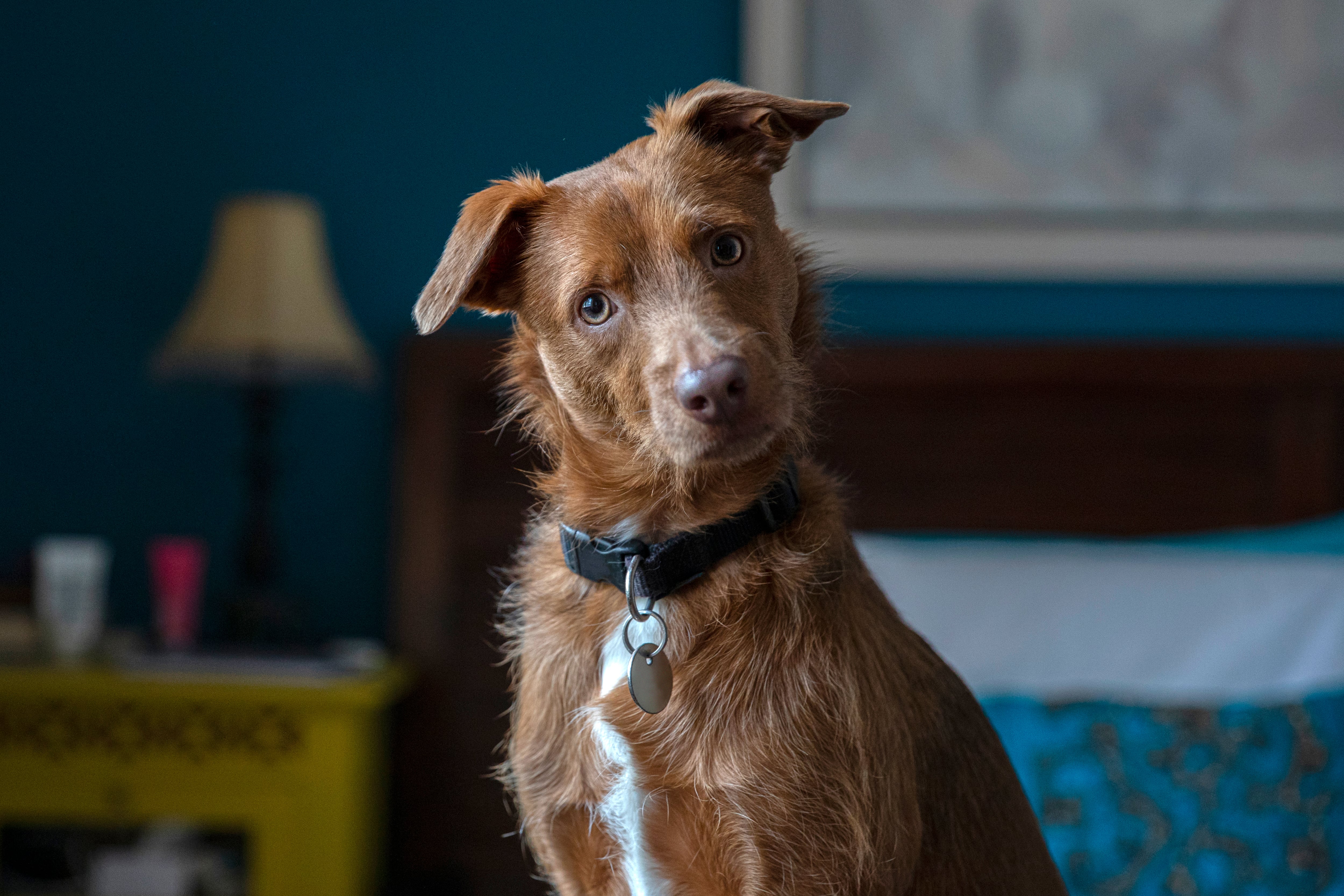 Pastilla que busca alargar la vida de los perros está cada vez más cerca de su aprobación