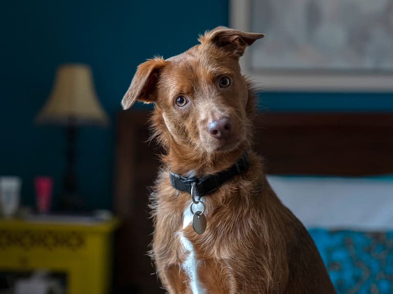 ¿Cortar o no? Esto debes hacer con el pelaje de tu perro en invierno