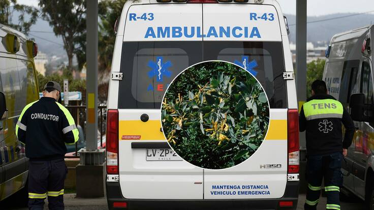 La recogió desde su patio: hombre muere en región de Valparaíso tras ingerir planta tóxica como ensalada