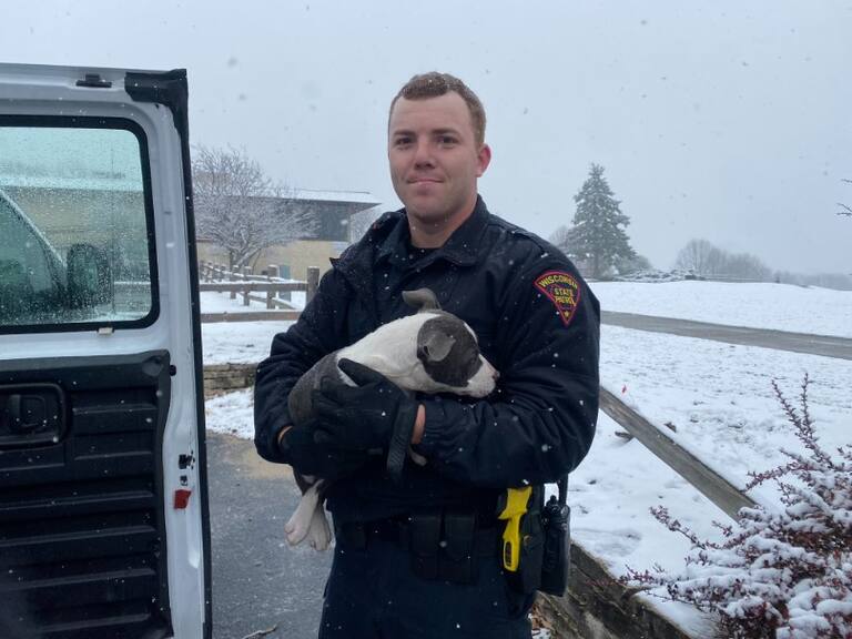 Avión con 56 perritos abordo se estrella en Estados Unidos: todos sobrevivieron