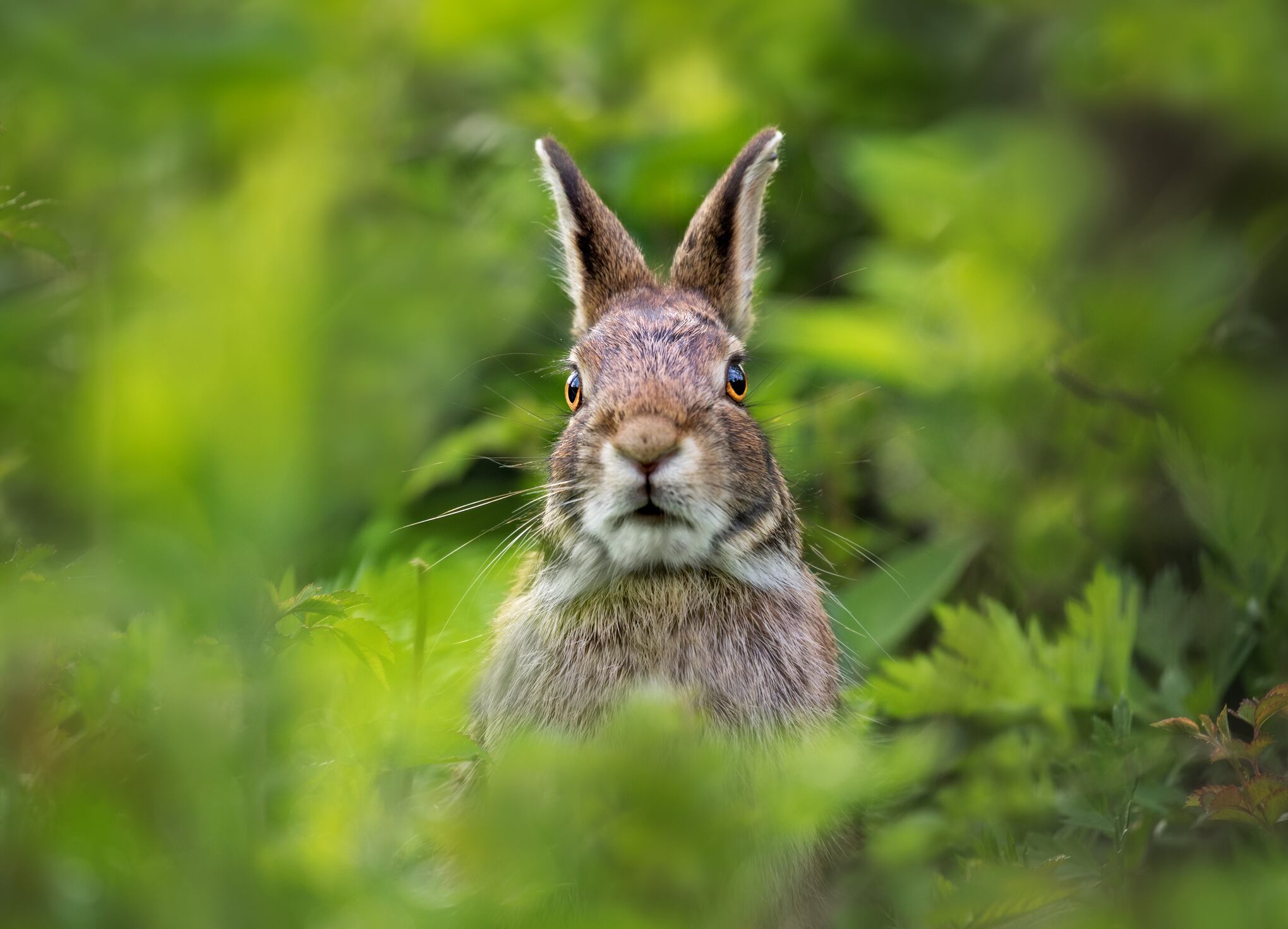 ¿Cuáles son las diferencias entre una liebre y un conejo?