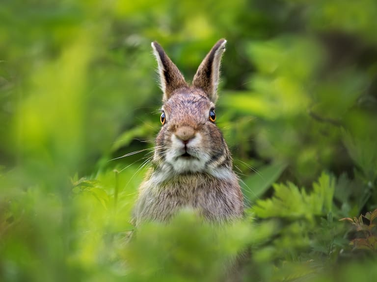 ¿Cuáles son las diferencias entre una liebre y un conejo?