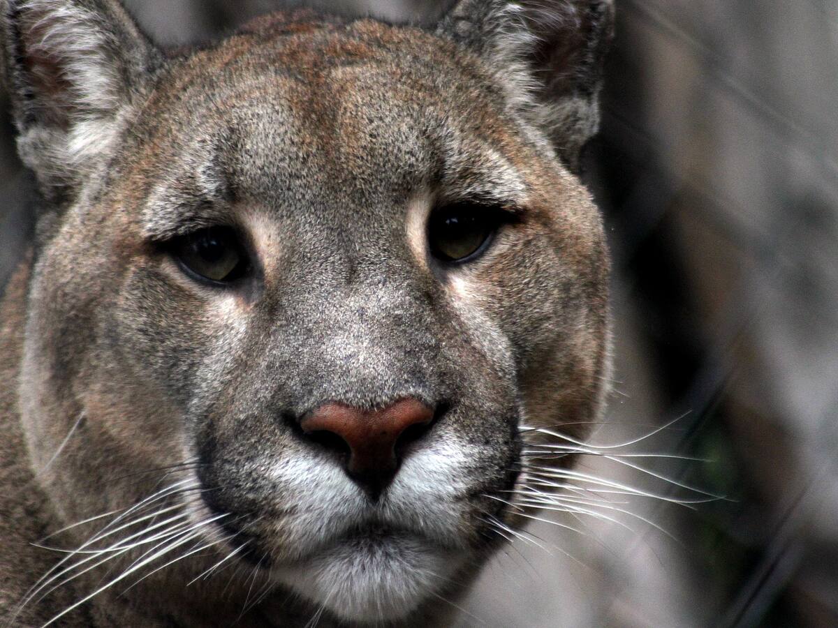 Mujer de 28 años murió tras ser atacada por un puma en la comuna de Corral