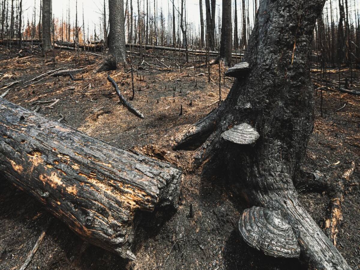 El vínculo poco conocido entre los hongos y los incendios forestales en Chile