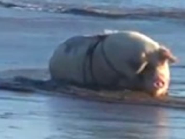 Petunia: La chanchita que disfruta de la playa en Arica