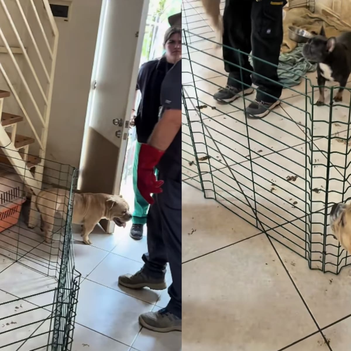 Maltrato animal en Coquimbo: rescatan a 17 perros de raza desde criadero clandestino