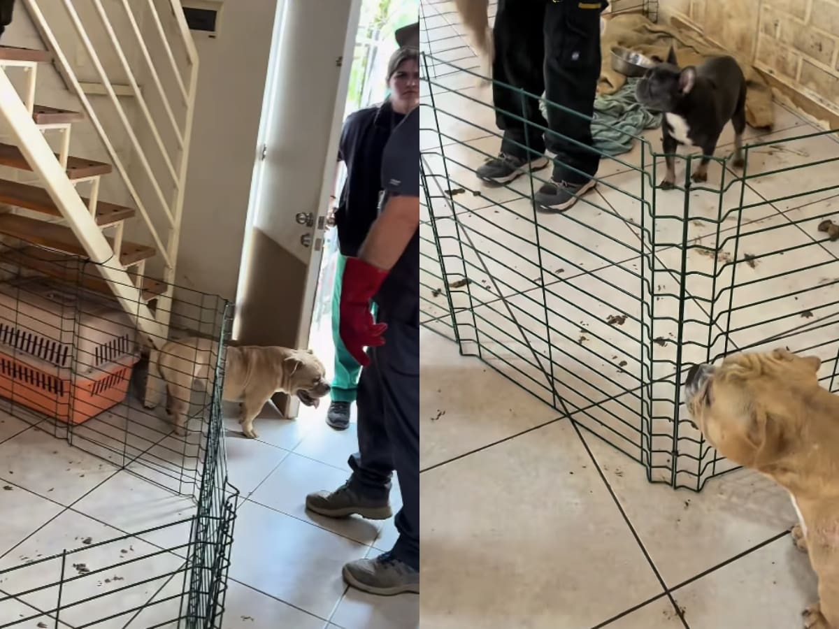 Maltrato animal en Coquimbo: rescatan a 17 perros de raza desde criadero clandestino