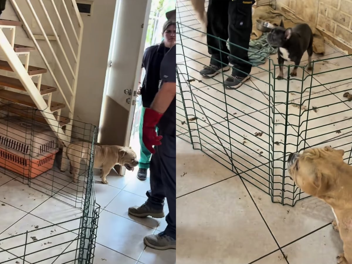 Maltrato animal en Coquimbo: rescatan a 17 perros de raza desde criadero clandestino
