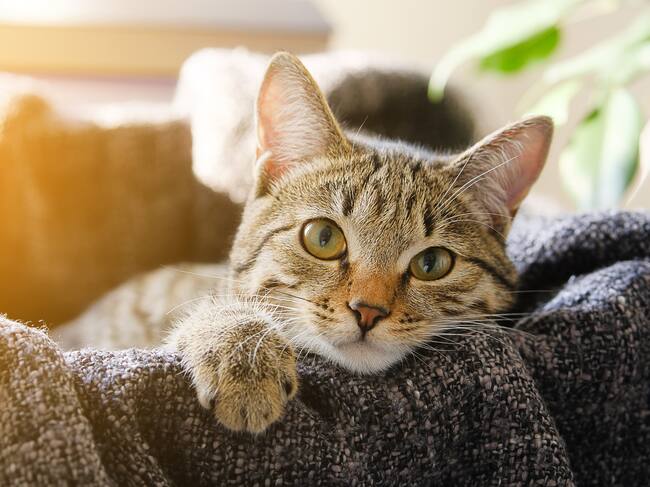 Gatos