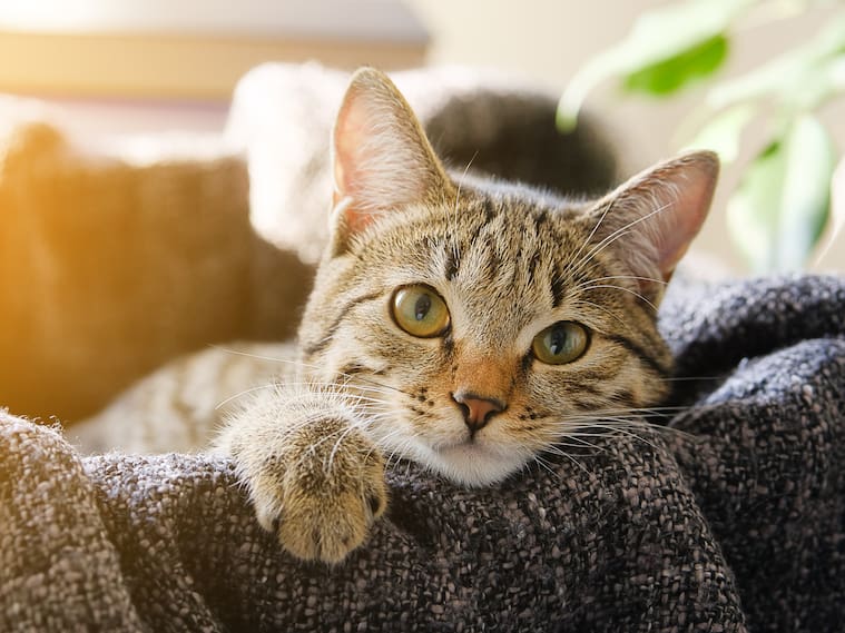 Gatos