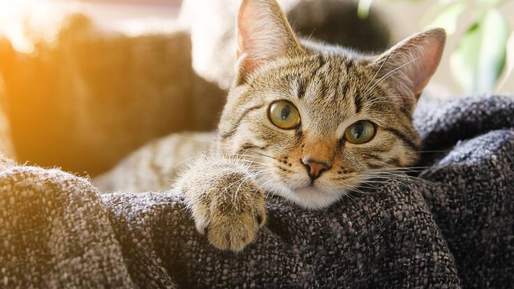 ¿Tu gato ya no salta a la cama? Descubre qué puede estar afectando su movilidad