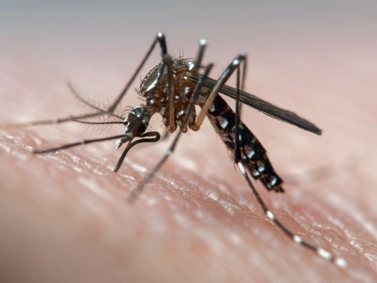 A raíz de alerta sanitaria en seis regiones del país: entomólogo explica transmisión del dengue